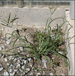 Picture 1_Goosegrasspng